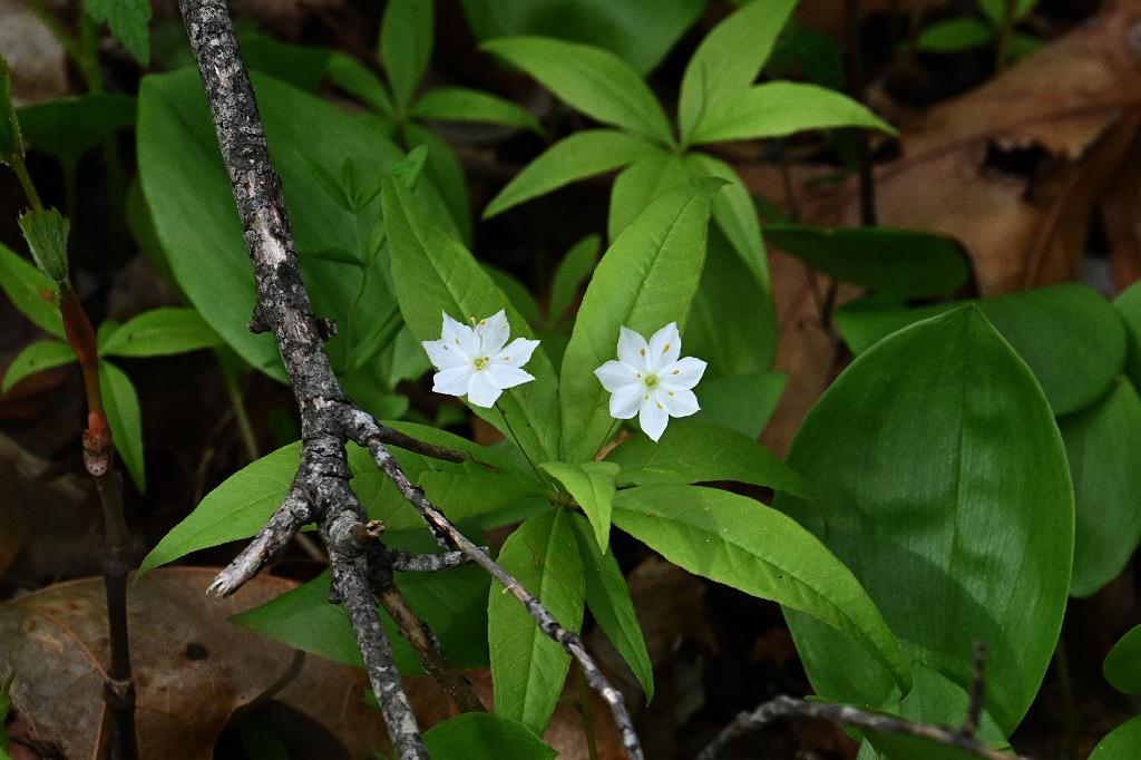 2025-05087750 Parker River NWR, MA.JPG - Eastern Starflower. Parker River National Wildlife Refuge, MA, 5-8-2025
